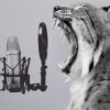 Lynx Animal Microphone Funny Yell  - flutie8211 / Pixabay