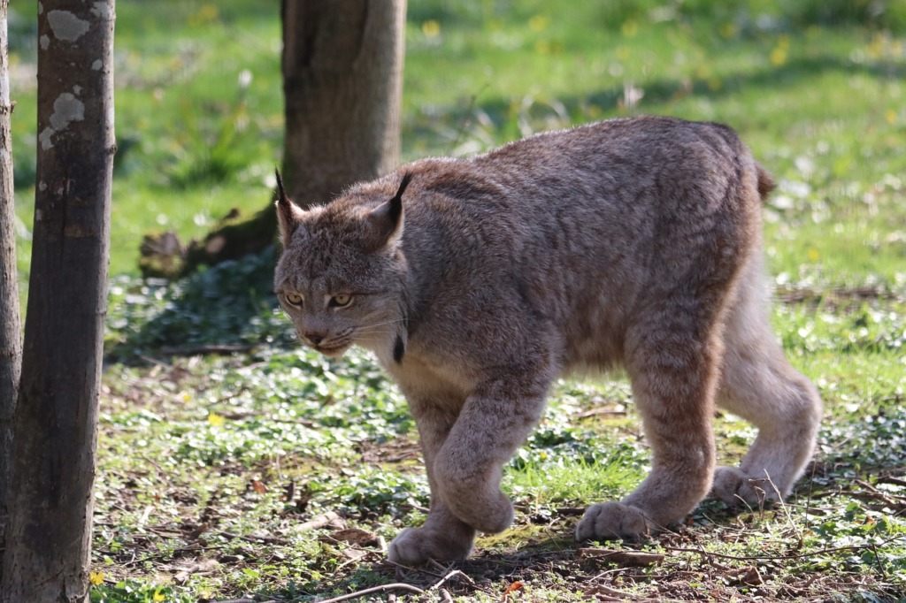 Lynx Canadian Lynx Feline Mammal  - nathalieburblis / Pixabay