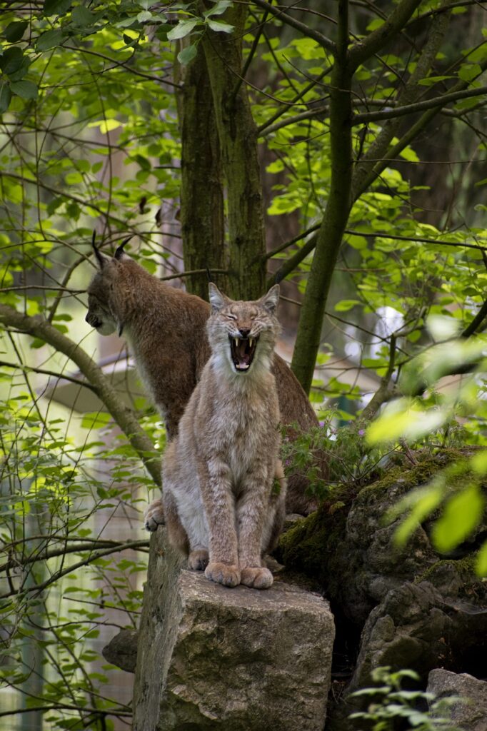 Lynx Pair Yawn Tired Males Female  - ColiN00B / Pixabay