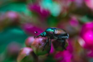 shallow focus photography of black and green bug on pink flower