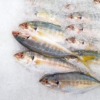 Mackerel Fish Ice Seafood Market  - kengkreingkrai / Pixabay