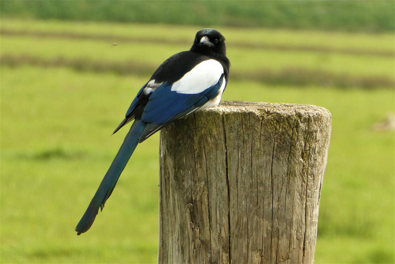 Magpie Bird Ornithology Kind Fauna - Elsemargriet / Pixabay
