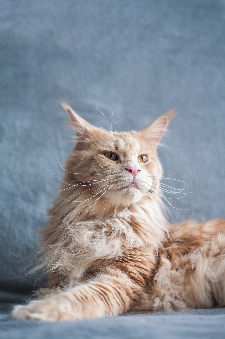 Maine Coon Cat Pet Purebred Animal - Kanashi / Pixabay