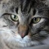 Maine Coon Cat Tabby Cat Pet  - askridShoCk / Pixabay