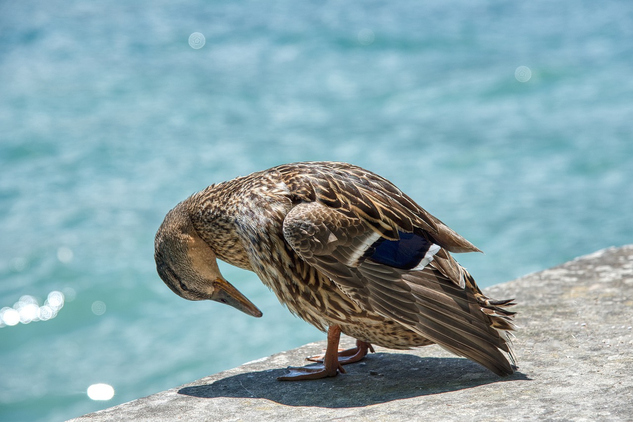 Mallard Anas Platyrhynchos Anatidae  - webentwicklerin / Pixabay