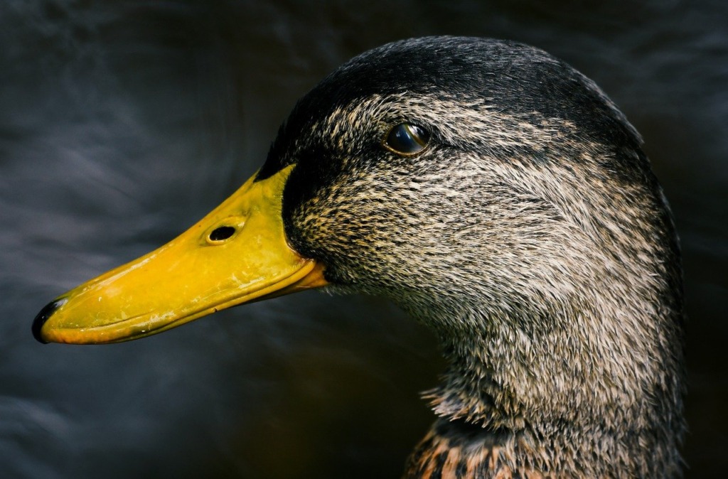 Mallard Duck Head Bird Waterfowl  - Anders_Mejlvang / Pixabay