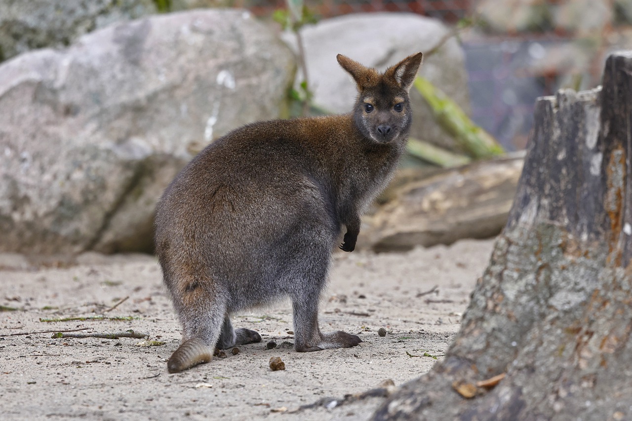 Mammal Animal Bennett S Wallaby Zoo  - sharkolot / Pixabay