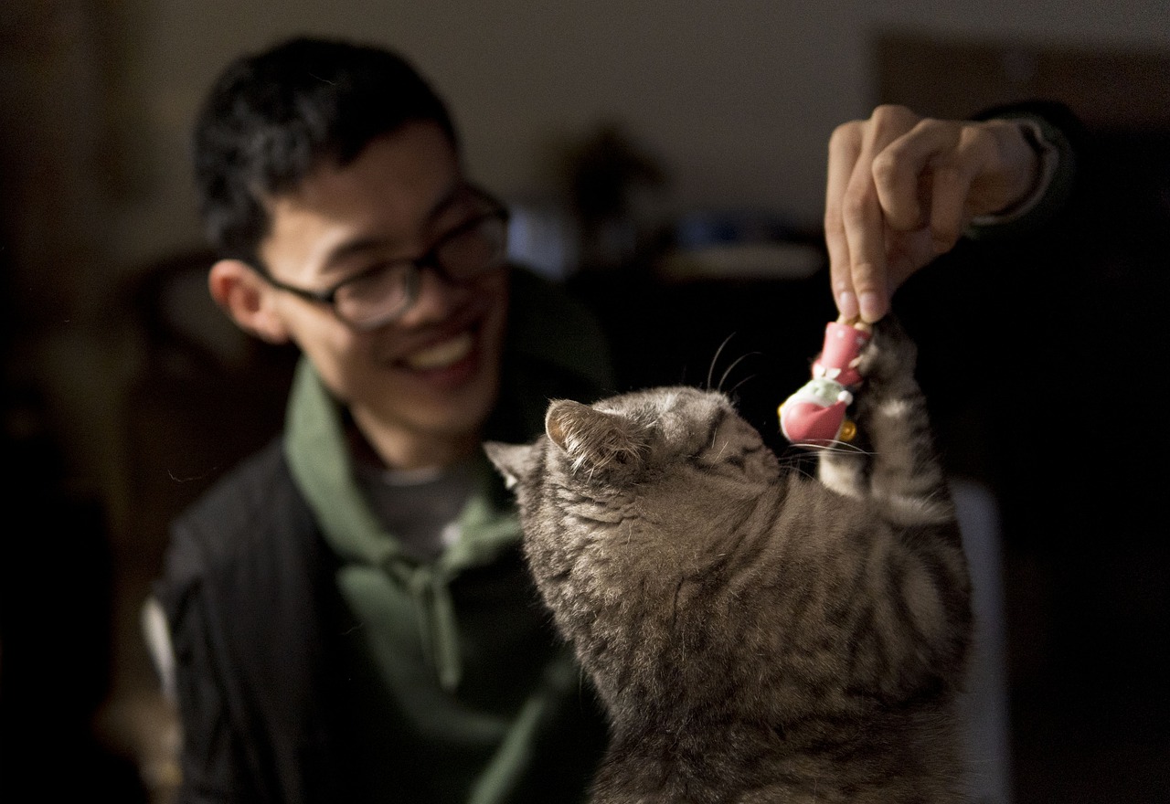 Man Cat Pet Playing With A Cat  - zhushenje / Pixabay