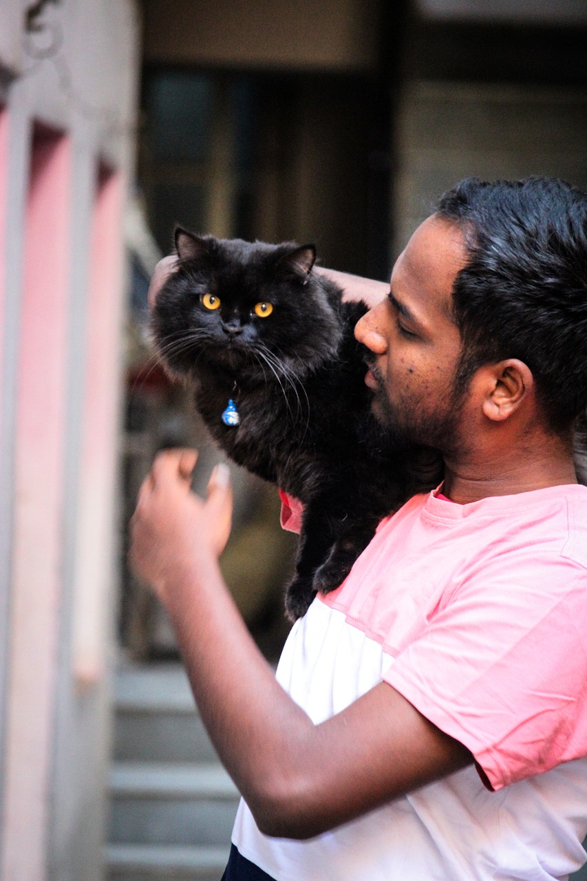 Man Persian Cat Pet Outdoors - Brucewayne_21 / Pixabay