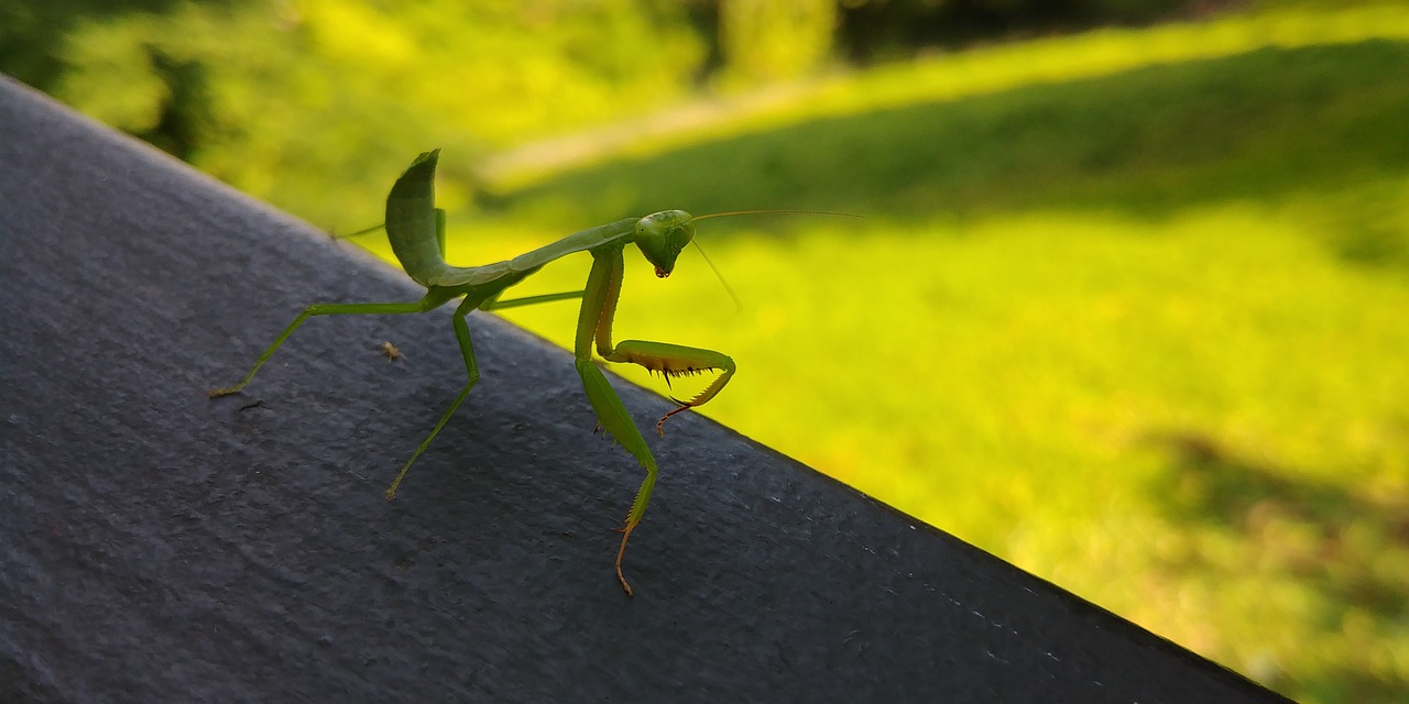 Mantis Bug Grasshopper Singapore  - HÄPPŸ / Pixabay