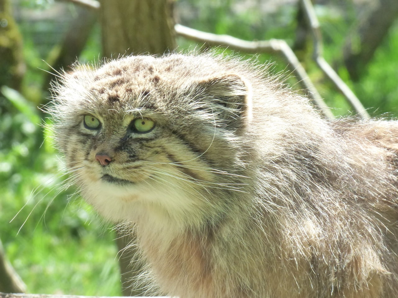 Manul Feline Park Felines Nesles  - chrysda / Pixabay