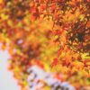 Maple Leaves Autumn Leaves Foliage  - japanibackpacker / Pixabay