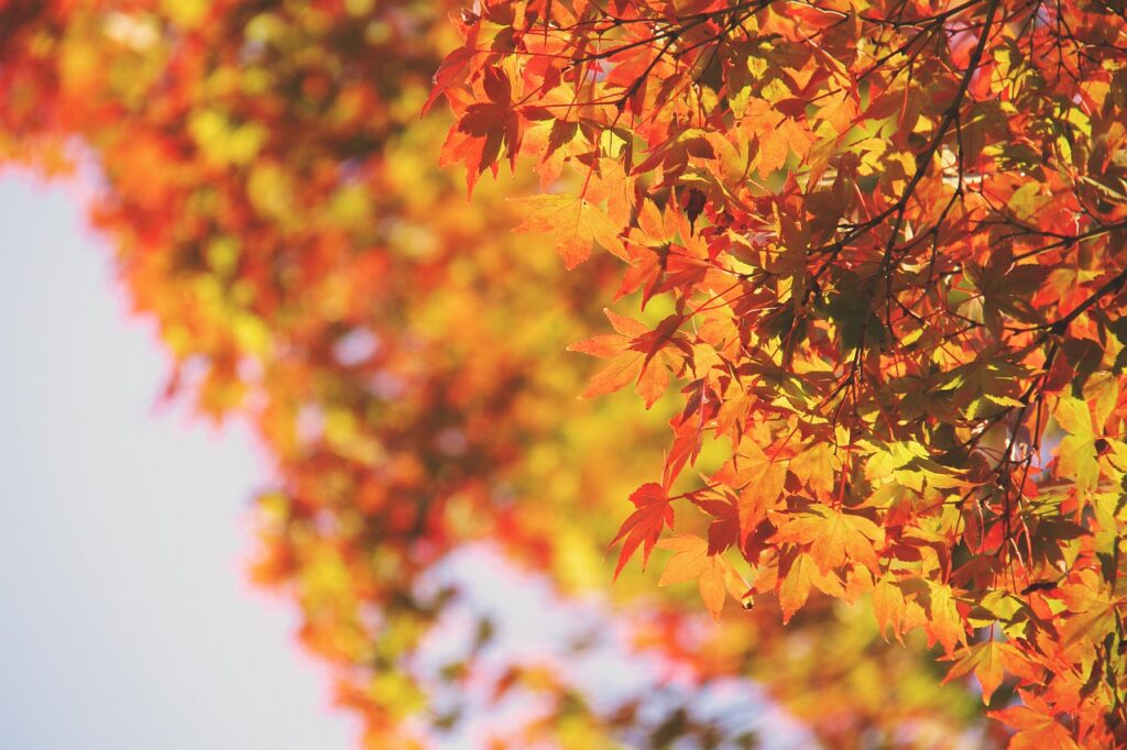 Maple Leaves Autumn Leaves Foliage  - japanibackpacker / Pixabay