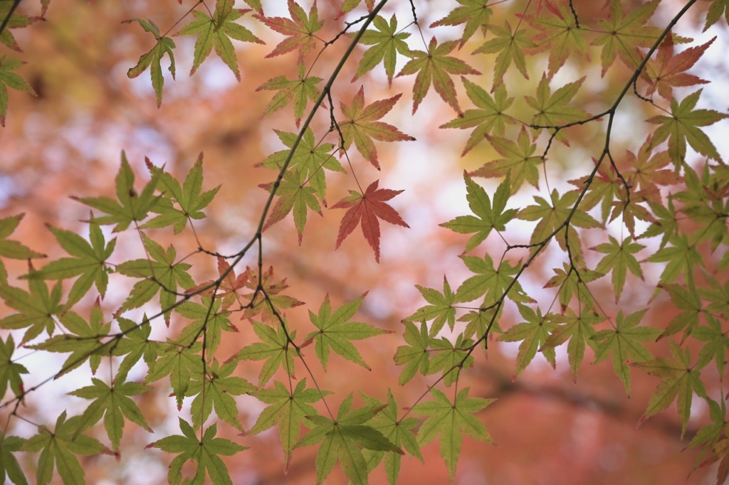 Maple Leaves Fall Autumn Foliage  - lapisbleue / Pixabay