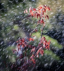 Maple Maple Leaf Leaves Color Red  - ilyessuti / Pixabay