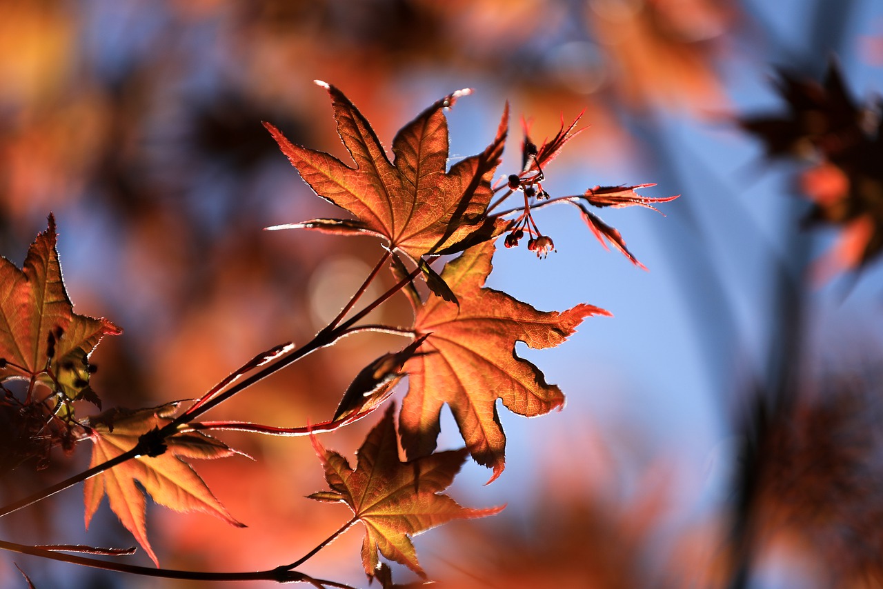 Maple Maple Leaves Autumn Leaves - ilyessuti / Pixabay