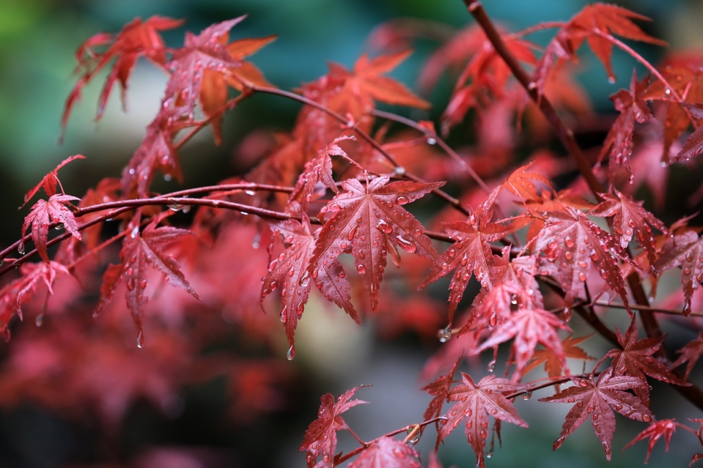 Maple Maple Leaves Raindrops  - ilyessuti / Pixabay