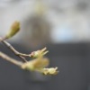 Maple Tree Spring Growth Bud Grow  - ferniekapernie / Pixabay