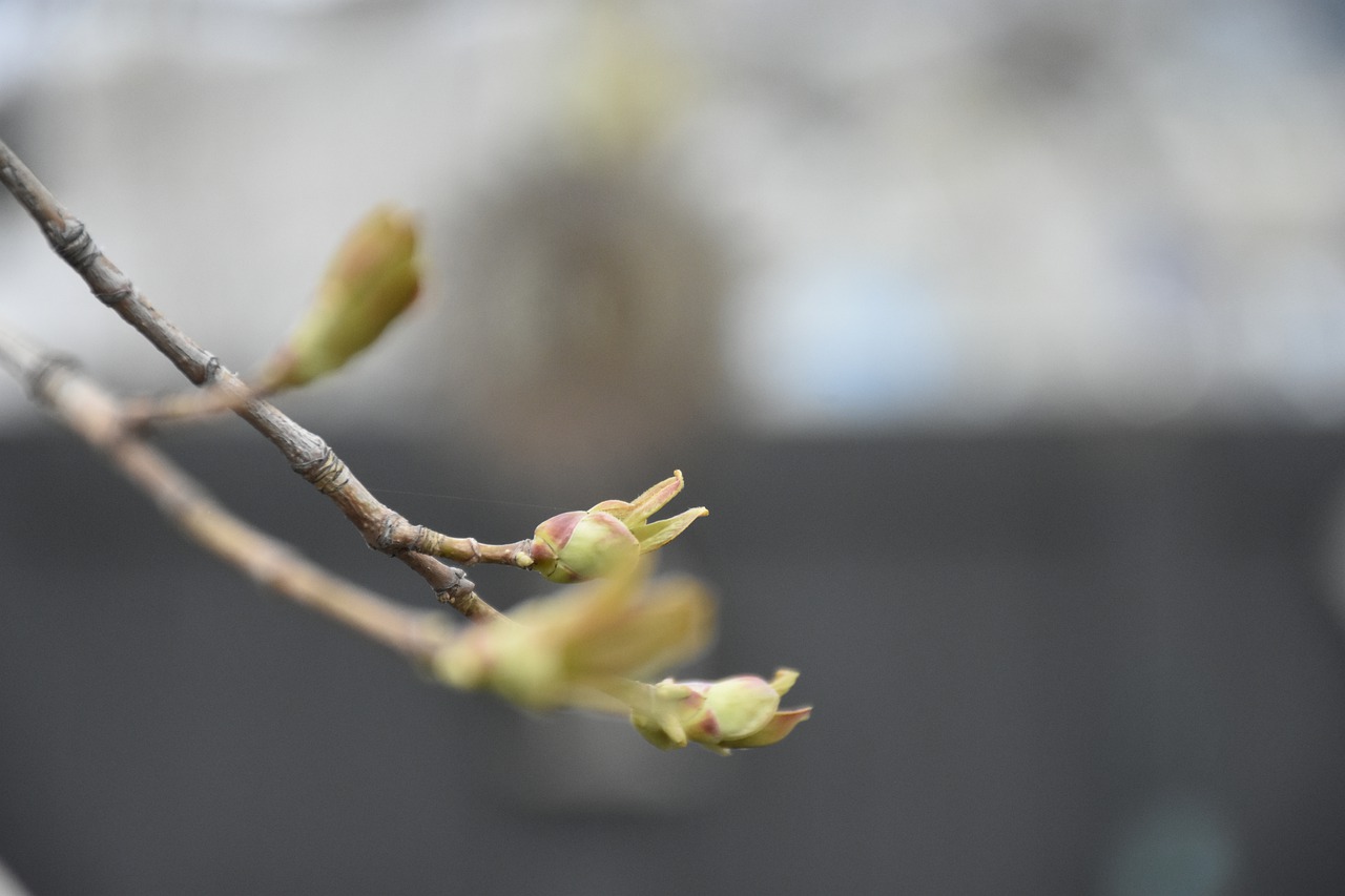 Maple Tree Spring Growth Bud Grow  - ferniekapernie / Pixabay