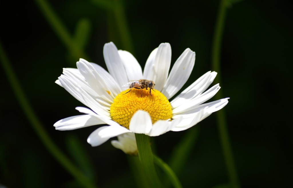 Marguerite Daisy Hover Fly  - neelam279 / Pixabay