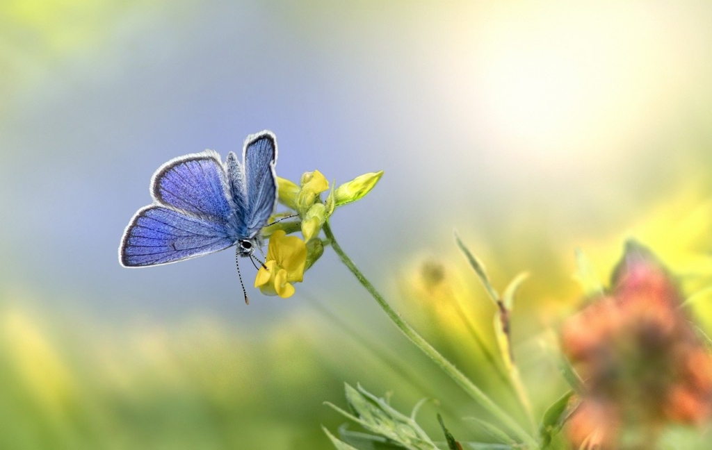 Mazarine Blue Butterfly Butterfly  - Erik_Karits / Pixabay