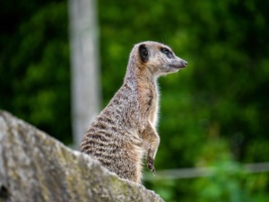 Meerkat Animal Mammal Fur Wild  - GerDukes / Pixabay