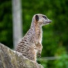 Meerkat Animal Mammal Fur Wild  - GerDukes / Pixabay