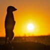 Meerkat Animal Sunrise Sun  - DesmondTwo2 / Pixabay