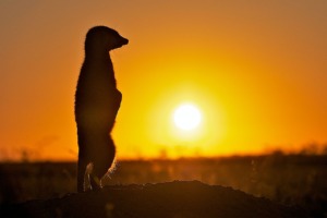 Meerkat Animal Sunrise Sun  - DesmondTwo2 / Pixabay