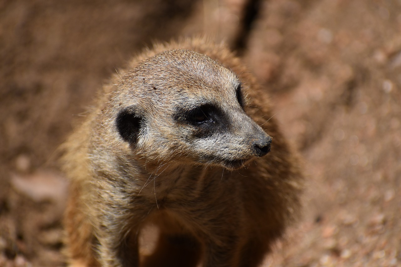 Meerkat Animal Zoo Suricate  - ArtisticOperations / Pixabay