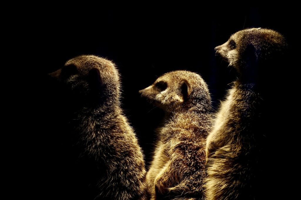 Meerkats Family Mammals Animals  - Pianosue65 / Pixabay