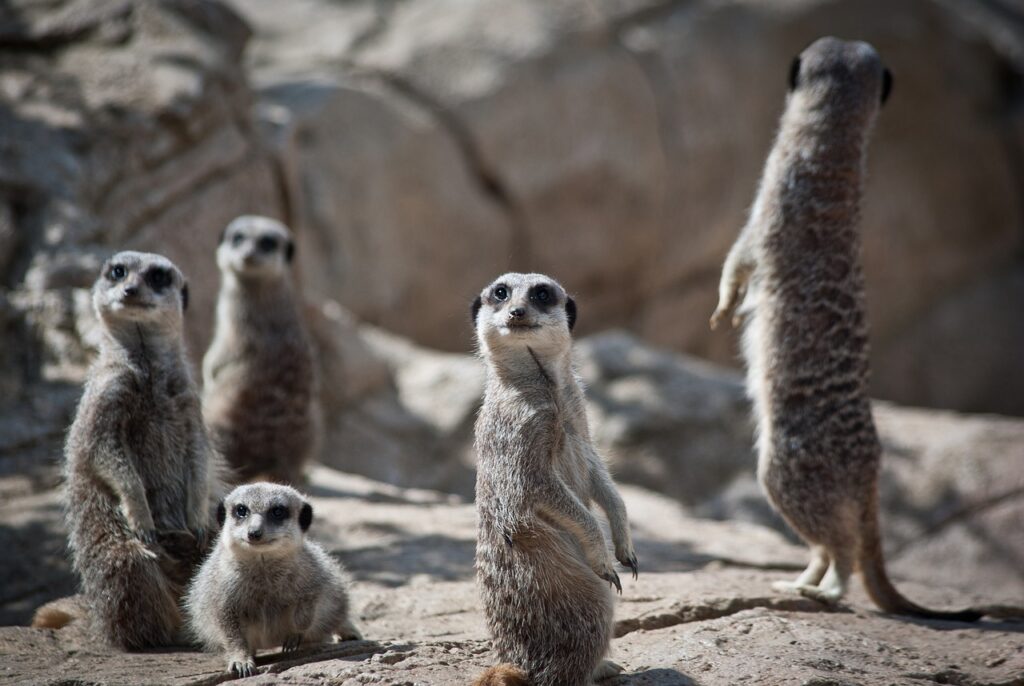 Meerkats Family Suricate Mongoose  - apassingstranger / Pixabay