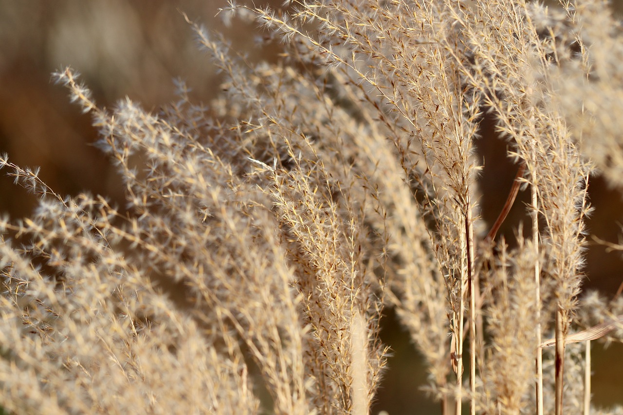 Miscanthus China Grass  - Nennieinszweidrei / Pixabay