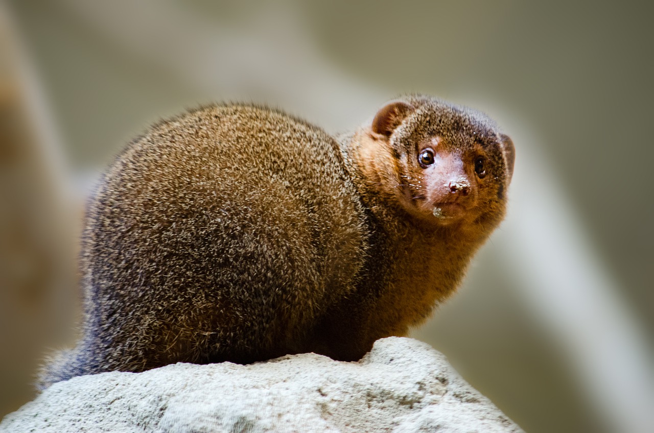Mongoose Mammal Animal - Wildfaces / Pixabay