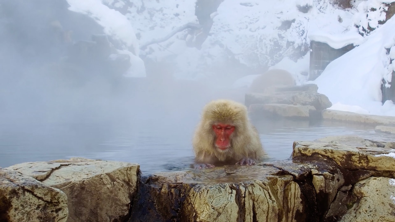 Monkey Animal Hot Spring Boulders  - link727 / Pixabay