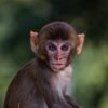 Monkey Animal Zoo Young Monkey  - nature_with_eshan / Pixabay