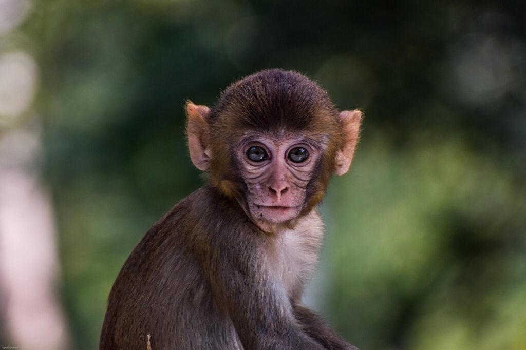 Monkey Animal Zoo Young Monkey  - nature_with_eshan / Pixabay