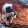 Monkey Ape Primate Animal Furry  - zhuwei06191973 / Pixabay