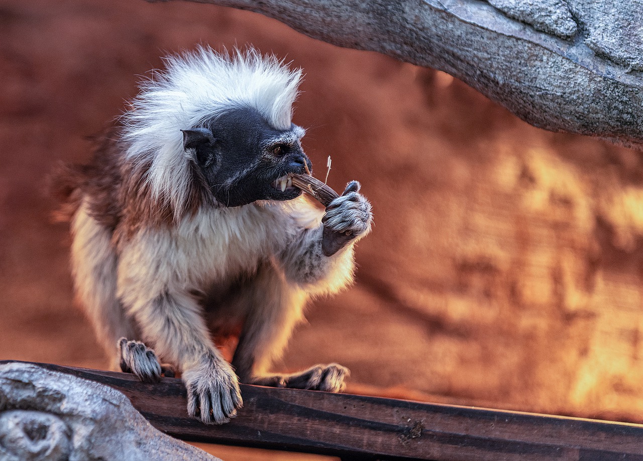 Monkey Ape Primate Animal Furry  - zhuwei06191973 / Pixabay