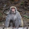 Monkey Astonished Pakistan  - ismanoor / Pixabay