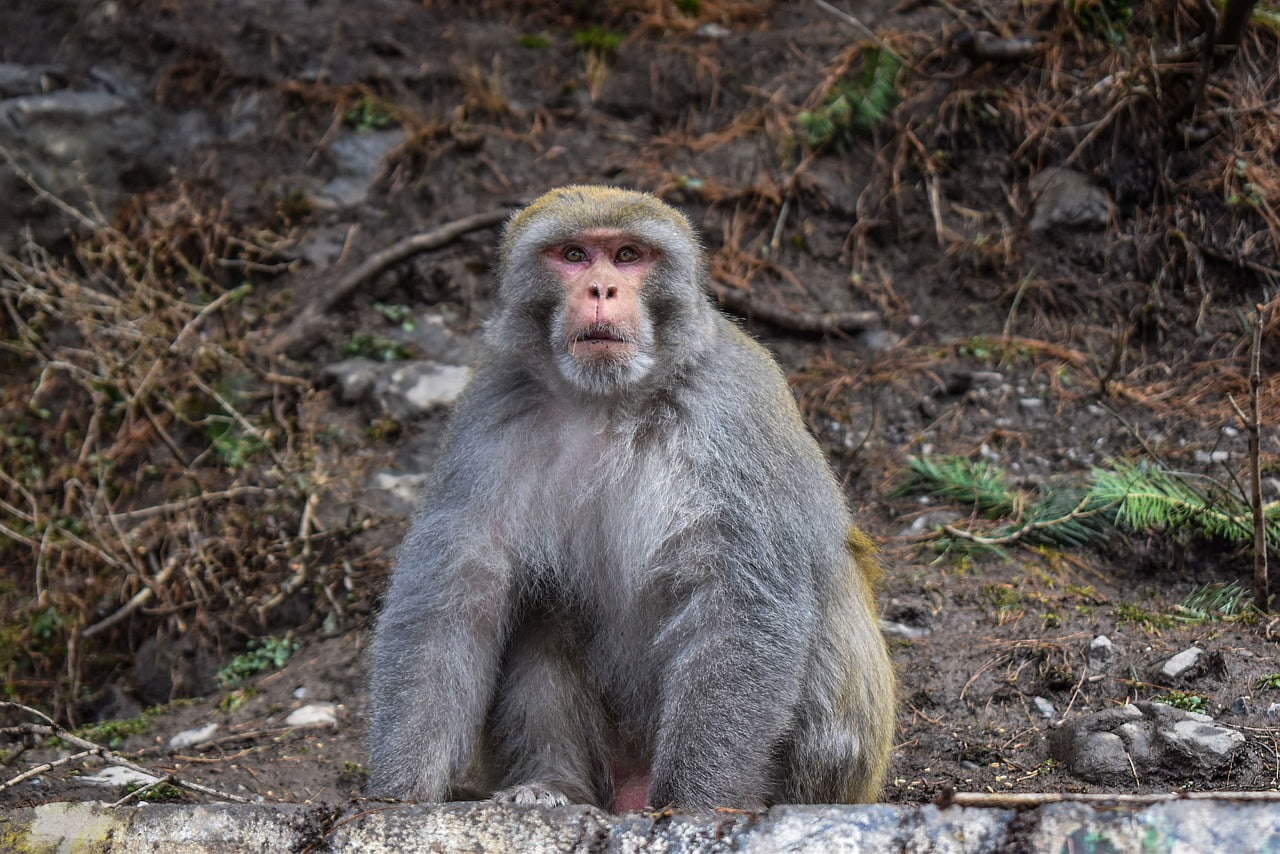 Monkey Astonished Pakistan  - ismanoor / Pixabay