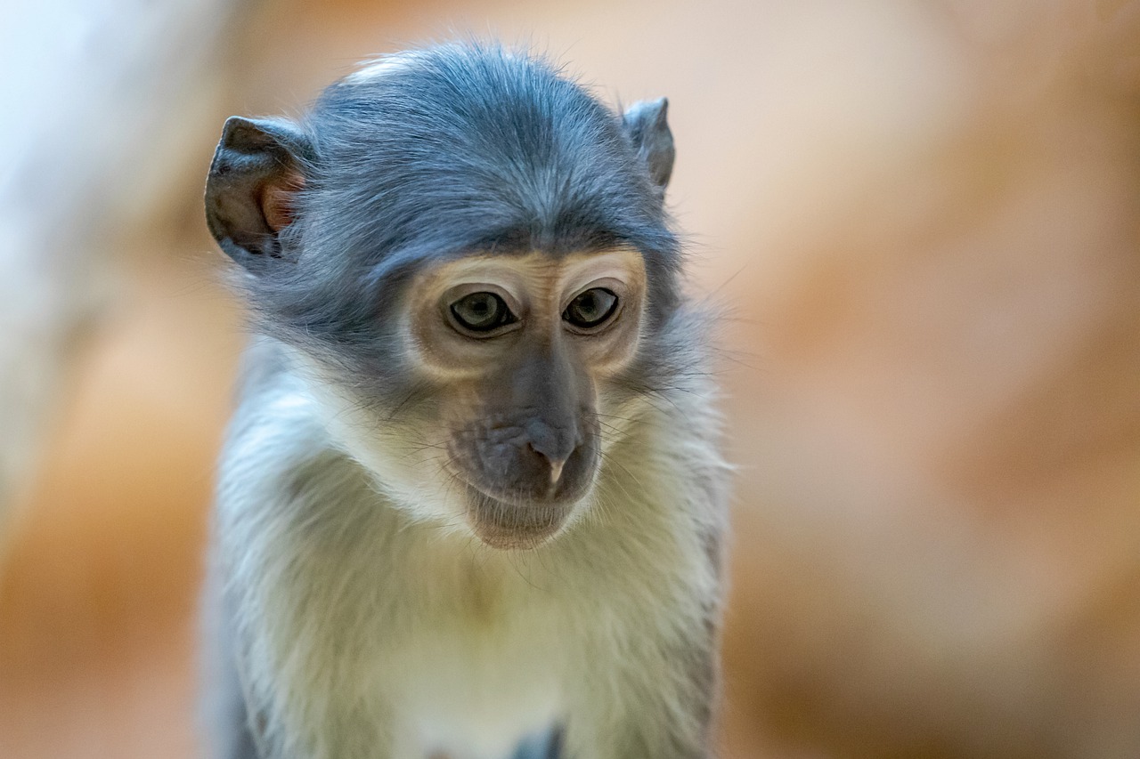 Monkey Baby Monkey Animal - pxel_photographer / Pixabay