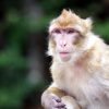 Monkey Barbary Ape Critical View  - gs1100 / Pixabay