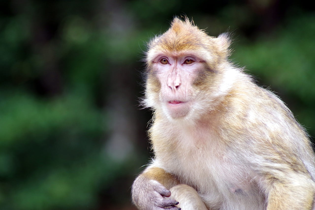 Monkey Barbary Ape Critical View  - gs1100 / Pixabay