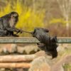 Monkey Macaque Games Playing  - PetrGanaj / Pixabay