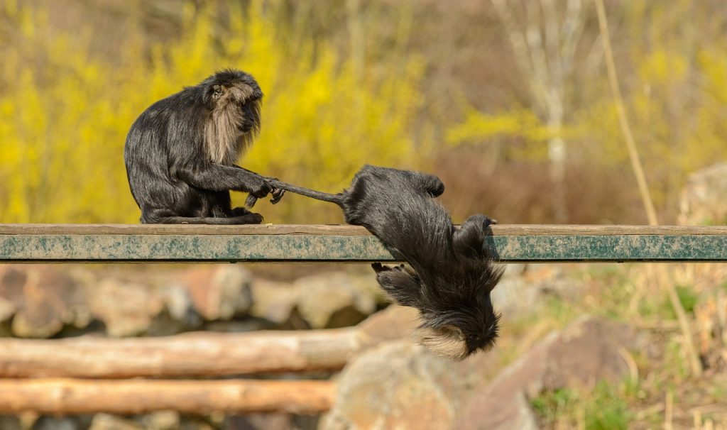 Monkey Macaque Games Playing  - PetrGanaj / Pixabay