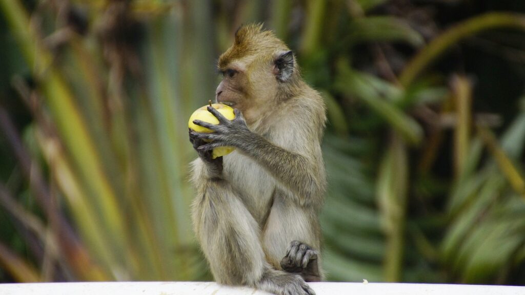Monkey Malaysia Wildlife Animal  - ralfkasprowiak / Pixabay