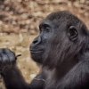 Monkey Mammal Animal Gorilla  - Alexas_Fotos / Pixabay