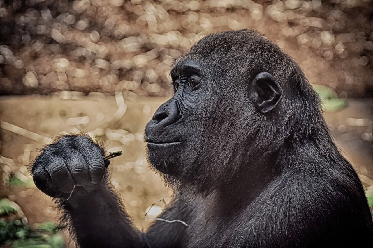 Monkey Mammal Animal Gorilla - Alexas_Fotos / Pixabay