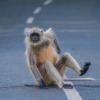 Monkey Road Primate Ape Funny  - ajitrewamishra / Pixabay